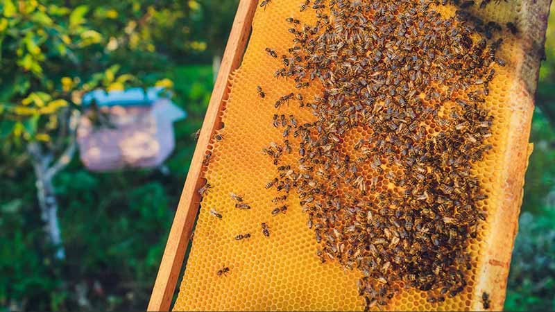 Why Bee Relocation, NOT Extermination