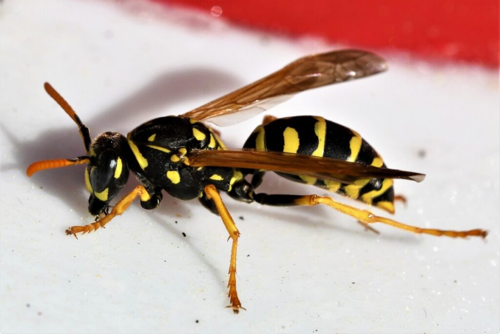 insect stings wasp bee removal services miami florida